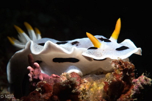 Chromodoris dianae with snoot in Lembeh. by Mehmet Salih Bilal 